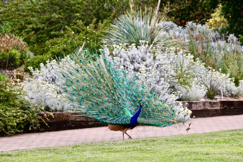 Chasing Peacocks In Los Angeles Roads And Destinations