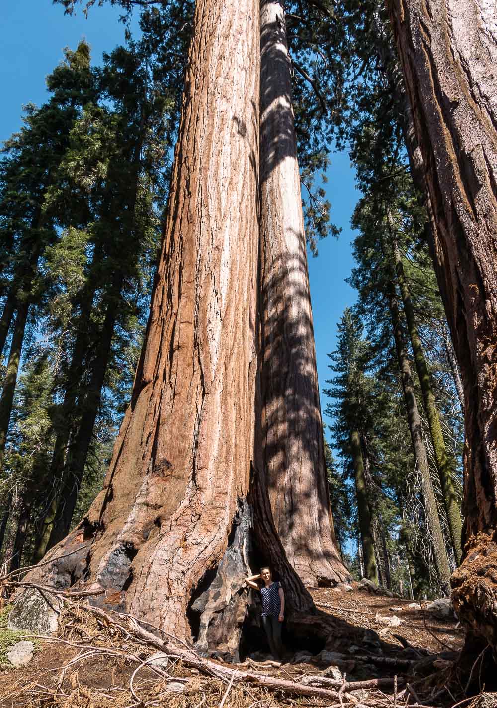 2 Days in Sequoia National Park Itinerary - Roads and Destinations