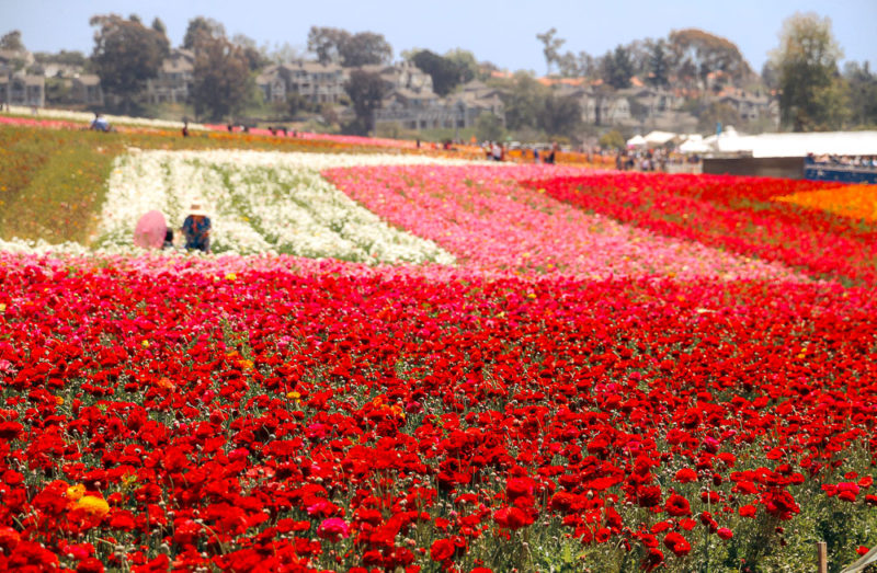 The 15 Most Beautiful Flower Fields and Orchards in California - Roads ...