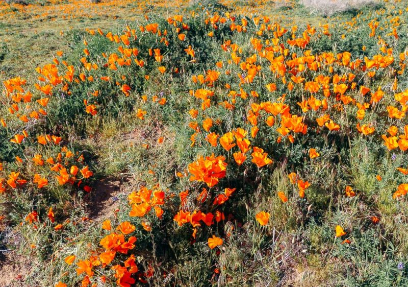 The 12 Best Places to See Wildflowers near Los Angeles - Roads and ...