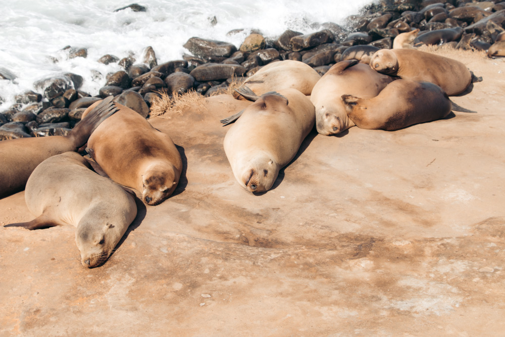 Where to See Seals in San Diego: La Jolla's Seal Rookery and Haul-Out  Places - Roads and Destinations
