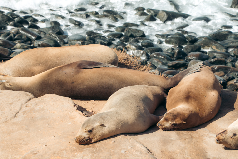 San Diego Closes Point La Jolla Beach to Protect Sea Lions From People -  The New York Times