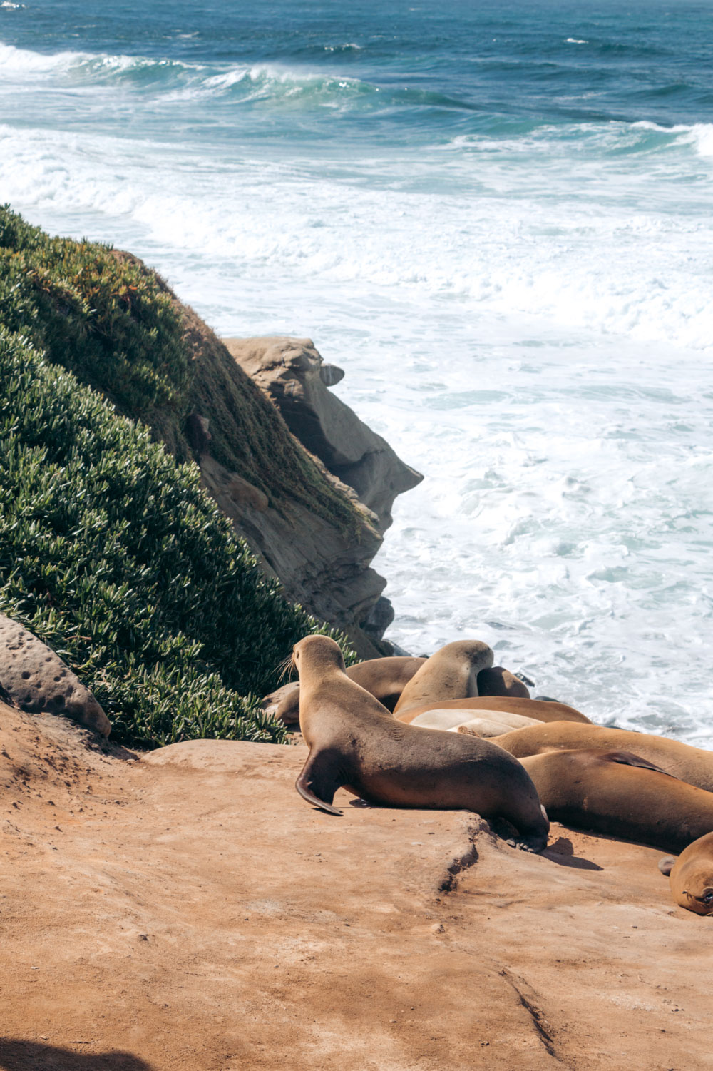 Where to See Seals in San Diego - City Experiences