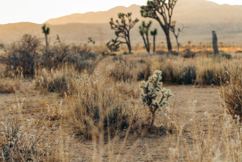 10 Things You didn’t Know about Joshua Tree National Park: Fun and ...