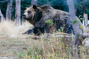 How To Protect Yourself From Bears In The Wild: Tips And Myths - Roads ...