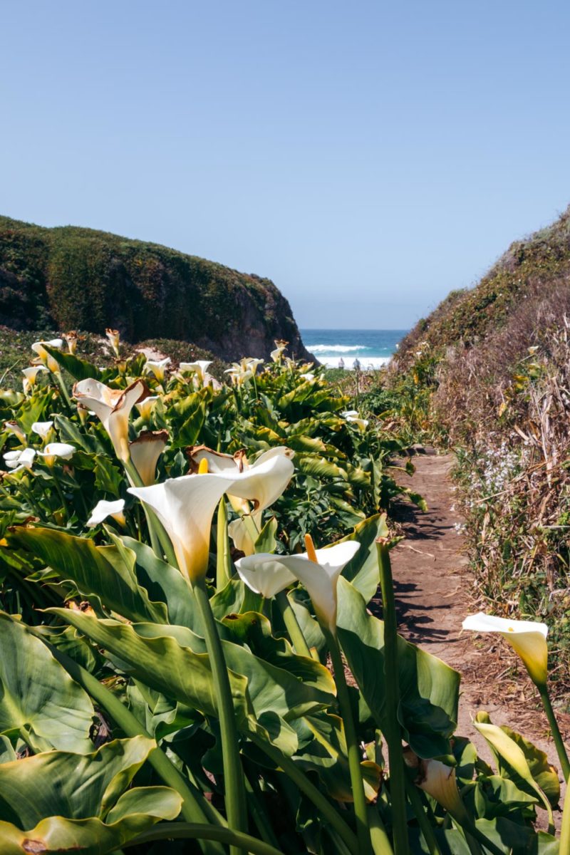 Where to Find Wild Calla Lilies in Big Sur, California - Roads and ...