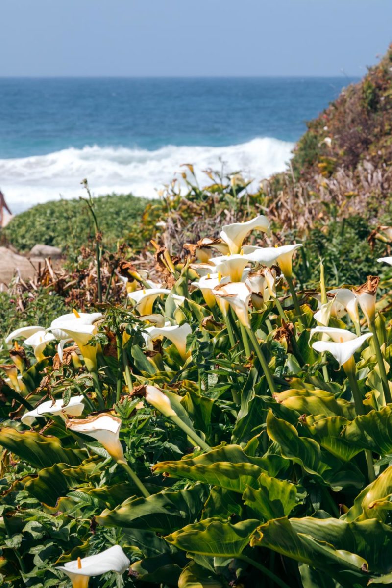 Where to Find Wild Calla Lilies in Big Sur, California - Roads and ...