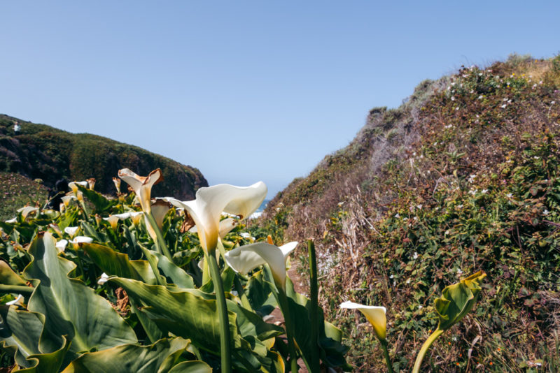 Where to Find Wild Calla Lilies in Big Sur, California - Roads and ...
