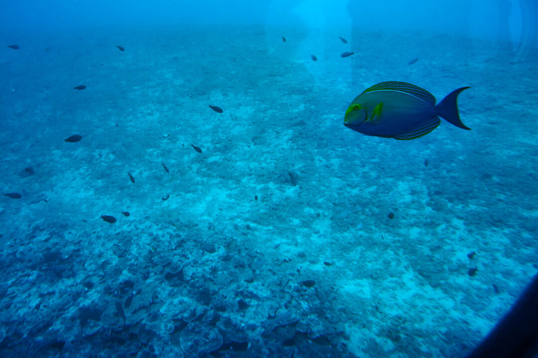 The Underwater World of Maui, Hawaii: Atlantis Submarine Adventure ...