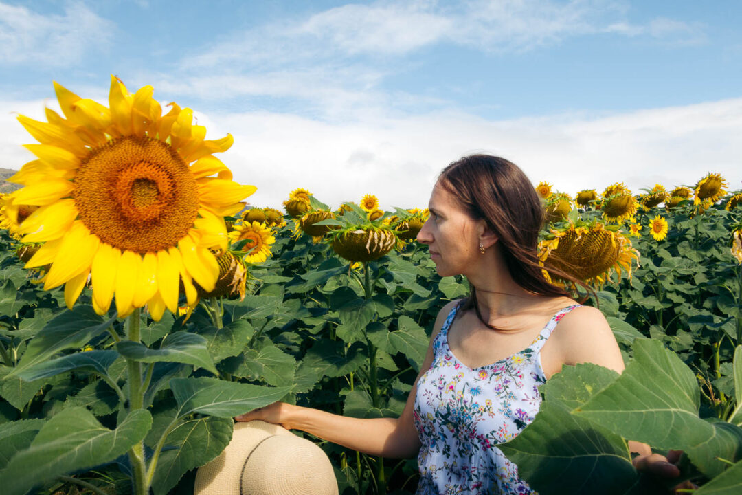 Where to See Sunflower Fields on Maui - Roads and Destinations