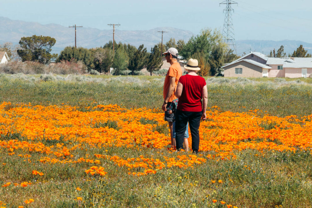 Why We Never Visit Antelope Valley California Poppy Reserve Roads And   Why We Never Visit Antelope Valley California Poppy Reserve Roads And Destinations 4 