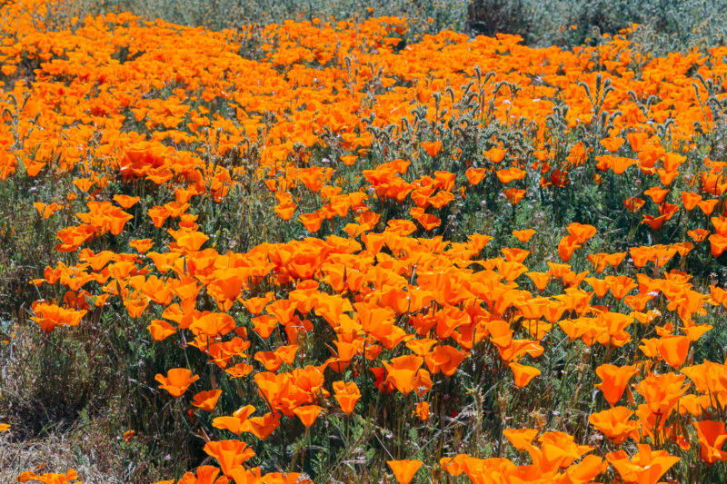 Why We Never Visit Antelope Valley California Poppy Reserve - Roads and ...