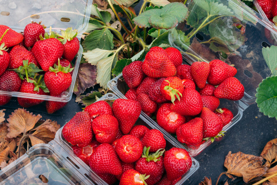 How California Grows Its Strawberries: Underwood Family Farms - Roads ...