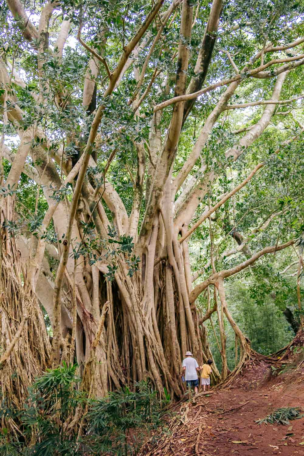 Beautiful, short hikes on Oahu | Roads and Destinations