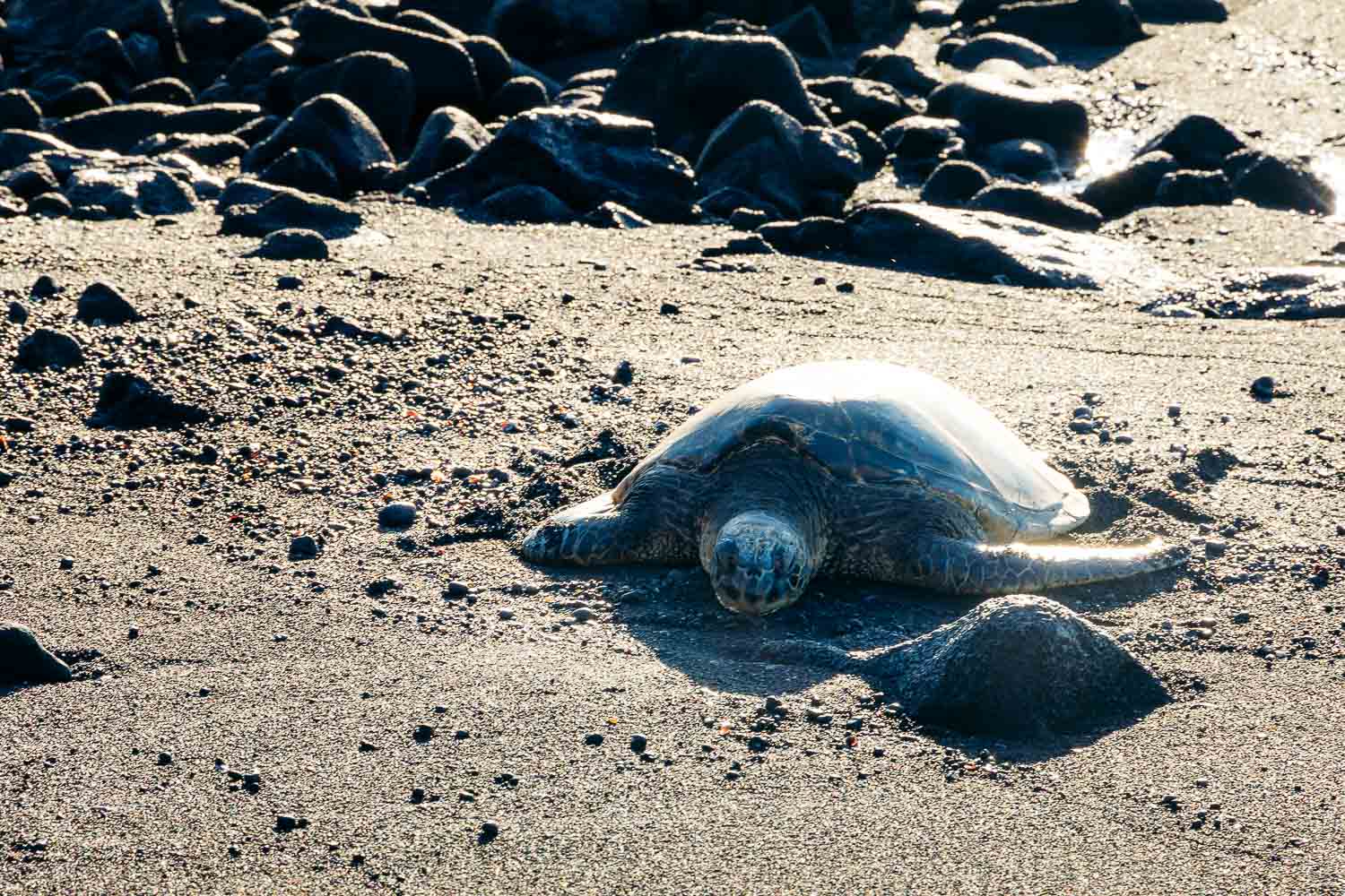 Children's books about Hawaii | Roads and Destinations