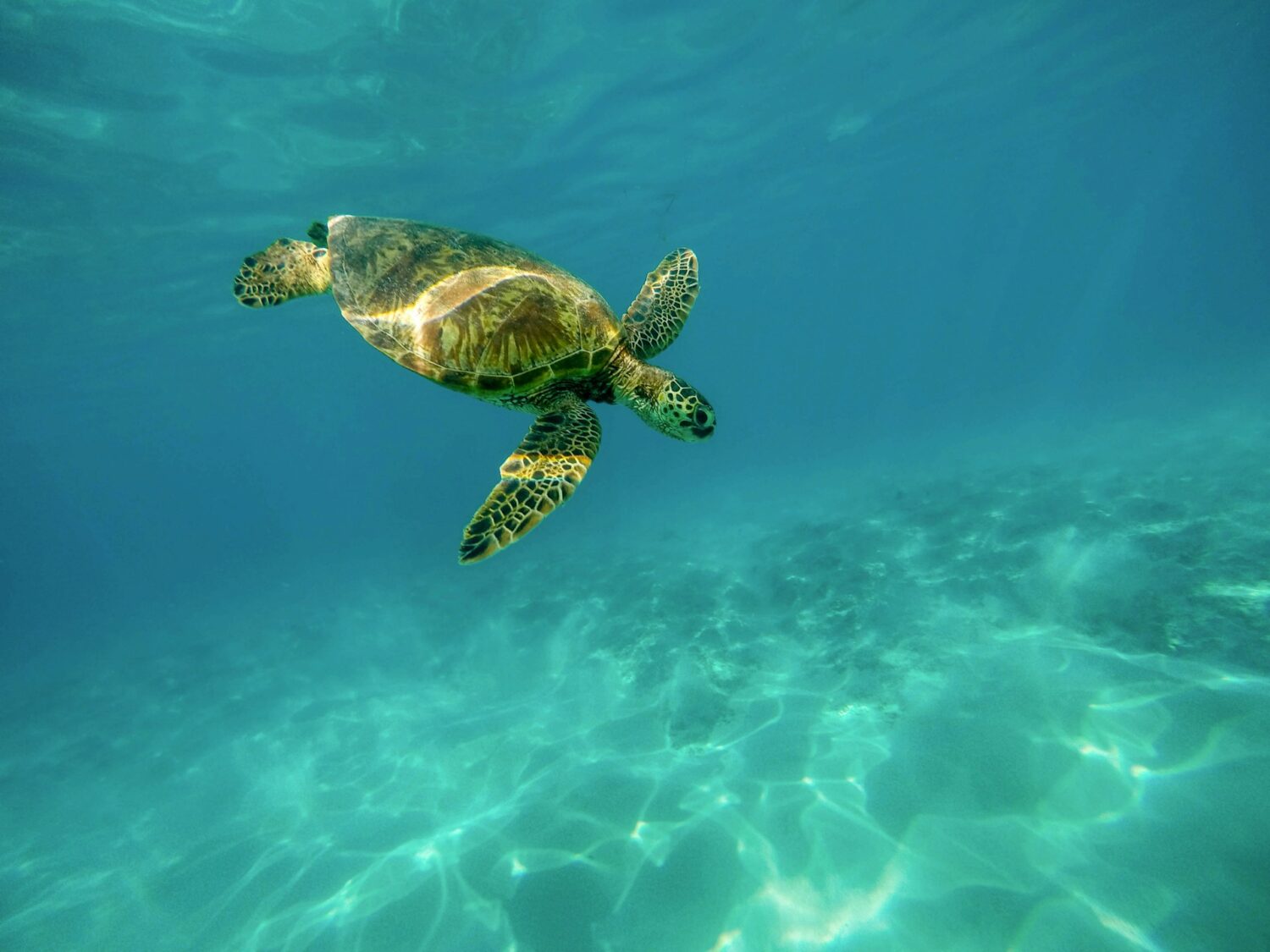 Sea turtles on the North Shore of Oahu | Roads and Destinations