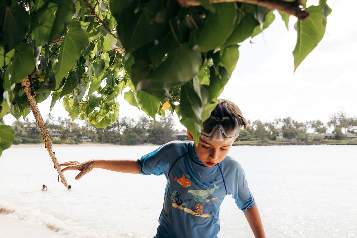 Sea turtles on the North Shore of Oahu | Roads and Destinations