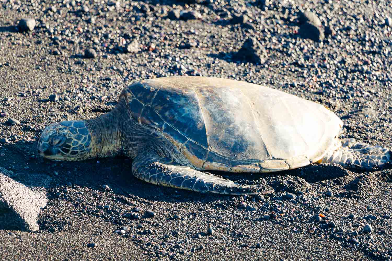 Sea turtles on the North Shore of Oahu | Roads and Destinations