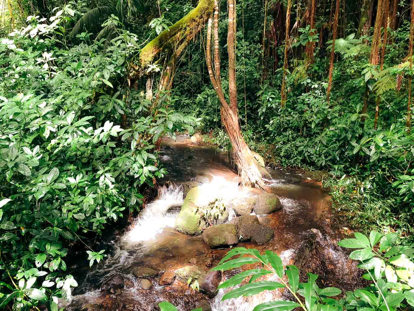 Akaka Falls, Big Island | Roads and Destinations